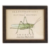 Vintage Grasshopper Wall Art