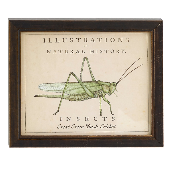 Vintage Grasshopper Wall Art